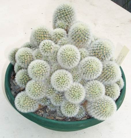 Mammillaria_carmenae